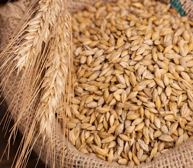 barley-grain-on-wooden-background-600nw-2160377105 (1)
