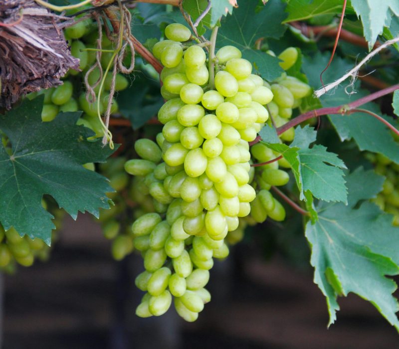 pexels-dropshado-4186544